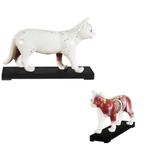 Acupunctuur model kat, Nieuw