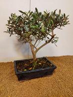 Olijf bonsai (Olea europaea) - Hoogte (boom): 34 cm - Diepte