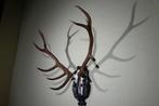 Large Red Stag - skull on shield - Taxidermie wandmontage -, Verzamelen, Dierenverzamelingen, Nieuw