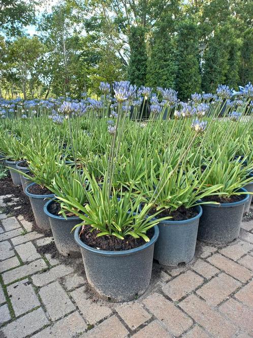 Agapanthus Dr. brouwer, Tuin en Terras, Planten | Struiken en Hagen, Ophalen