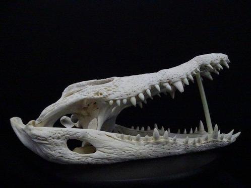 50 CM Nile Crocodile Schedel - Crocodylus niloticus (with, Verzamelen, Dierenverzamelingen