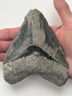 Enorme Megalodon tand 13,3 cm - Fossiele tand - Carcharocles, Nieuw