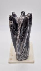Orthoceras sculptuur, Ophalen of Verzenden