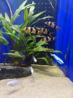 Clown Botia (Botia macracantha), Vis, Zoetwatervis, Schoolvis