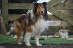 Schotse Collie (Lassie) Pups - Onwijs Mooi en Lief / VIDEO., Nederland, Parvo, 8 tot 15 weken, Collie