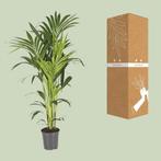 Howea Forsteriana - Ø21cm - 130cm, Verzenden