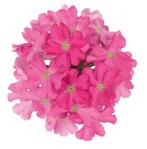 Verbena - Roze / Hangpot 30cm, Ophalen of Verzenden