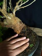 Mulberry Bonsai – Verzamelstuk - Hoogte (boom): 60 cm -