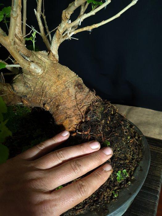 Mulberry Bonsai – Verzamelstuk - Hoogte (boom): 60 cm -, Antiek en Kunst, Curiosa en Brocante