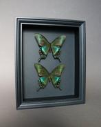Vlinder Taxidermie volledige montage - Papilio maackii (
