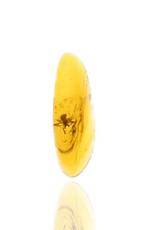 Birmese Amber, Araneae: Araneida (Spin), insecteninsluitsels
