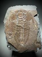 Trilobiet - Fossiel rugschild - Redlichia chinensis