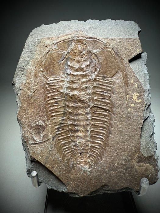 Trilobiet - Fossiel rugschild - Redlichia chinensis, Verzamelen, Mineralen en Fossielen