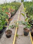 Glansmispel Photinia Red Robin potgekweekt €3,50