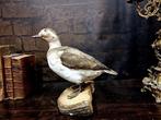 Gemonteerde langstaart eend Taxidermie volledige montage -, Nieuw