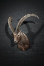 Siberian Ibex - adult male - Taxidermie schoudermontage -, Nieuw