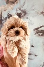 Echte plaatjes MALTIPOO teefjes super mooi en gezond, Parvo, Overige rassen, 8 tot 15 weken, Teef