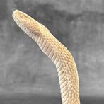 Snijwerk, NO RESERVE PRICE - A Snake carving from deer, Antiek en Kunst, Curiosa en Brocante