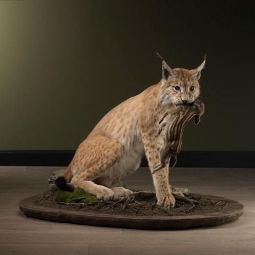 Lynx met Frisling Taxidermie Opgezette Dieren By Max, Verzamelen, Dierenverzamelingen, Opgezet dier, Nieuw, Wild dier, Ophalen of Verzenden