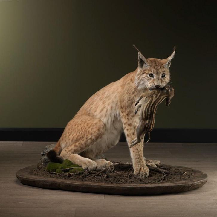 Lynx met Frisling Taxidermie Opgezette Dieren By Max, Verzamelen, Dierenverzamelingen, Opgezet dier, Nieuw, Wild dier, Ophalen of Verzenden