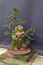 Jeneverbes bonsai (Juniperus) - Hoogte (boom): 40 cm -