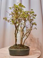 Japanese maple bonsai (Acer palmatum) - Hoogte (boom): 35 cm, Antiek en Kunst