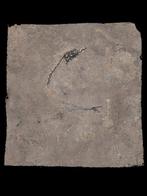 geen minimumprijs - Gefossiliseerd dier - Saurichthyiformes