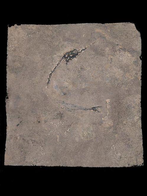 geen minimumprijs - Gefossiliseerd dier - Saurichthyiformes, Verzamelen, Mineralen en Fossielen