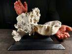 Prachtig composé van koraal Taxidermie volledige montage -, Nieuw