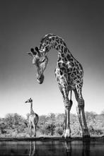 Jeffrey Van Daele - Dalis Giraffe