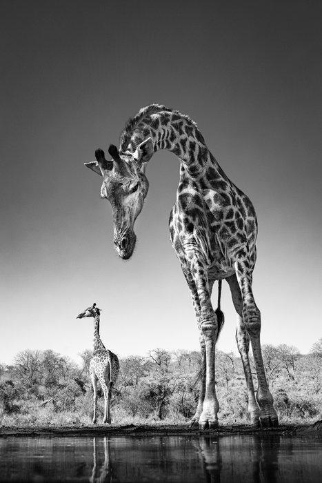 Jeffrey Van Daele - Dalis Giraffe, Antiek en Kunst, Kunst | Designobjecten