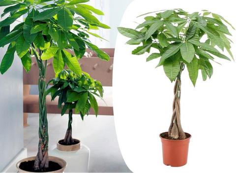 Pachira Geldboom (60 - 70 cm), Huis en Inrichting, Kamerplanten