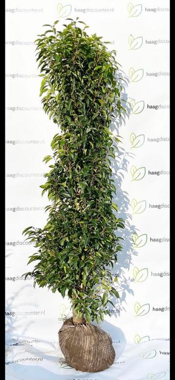 Portugese Laurier direct privacy haag Prunus lusitanica