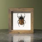 Kever in Lijst Taxidermie Opgezette Dieren By Max