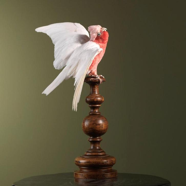 Roze Kaketoe Lutino Taxidermie Opgezette Dieren By Max, Verzamelen, Dierenverzamelingen, Opgezet dier, Nieuw, Vogel, Ophalen of Verzenden