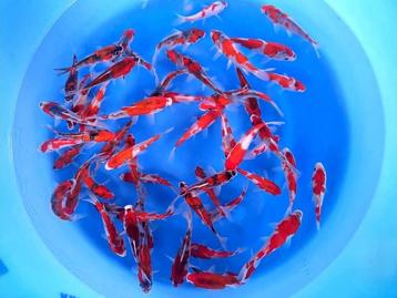 Kanno 13-16cm  Goshiki mix (Japanse Koi) beschikbaar voor biedingen