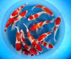 Hirasawa Marusei 28-35cm (Japanse Koi), Karper of Koi