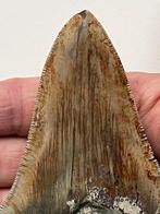 Megalodon tand 12,7 cm (5 inch) - Fossiele tand -, Verzamelen, Mineralen en Fossielen