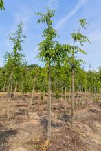 Zelkova serrata Flekova hoogstam 18/20