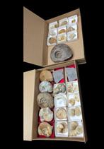 Curiosity cabinet Ammonite - Fossilised animal - A full, Nieuw