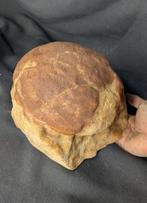 Gefossiliseerd ei - Sauropod Egg - Museum-Grade Replica - 20