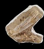 Zeereptiel - Gefossiliseerde kaak - Mosasaurus sp. - 37 cm -, Verzamelen