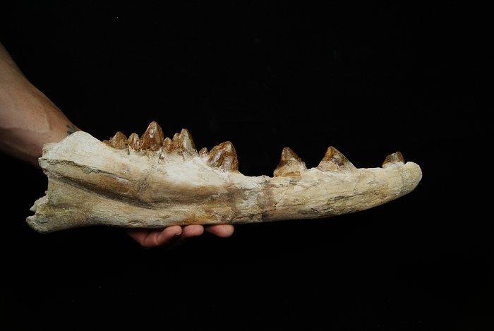 Vroege walvis - Basilosaurid - Gefossiliseerde kaak -, Verzamelen, Mineralen en Fossielen