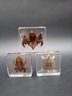vleermuis, pad, schildpad Taxidermie volledige montage -