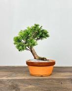 Hinoki cipres bonsai (Chamaecyparis obtusa) - Hoogte (boom):