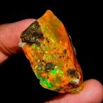 Opaal En bruto de fuego multicolor — heel zeldzaam! 45,5Ct-