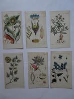 12 handgekleurde kopergravures bloemen planten Gottlie 1816, Antiek en Kunst, Kunst | Etsen en Gravures, Verzenden