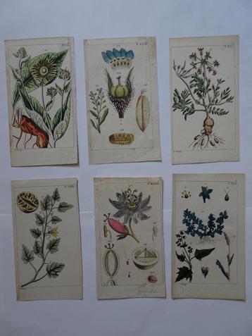 12 handgekleurde kopergravures bloemen planten Gottlie 1816