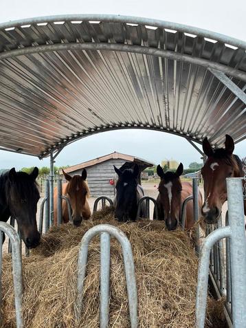 Hooiruif, Voerruif, Weide ruif, Ruiven, Voerruiven, Hooi beschikbaar voor biedingen