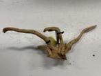 Spiderwood Selected SW50 - 46x17x27cm (Spider wood), Dieren en Toebehoren, Ophalen of Verzenden, Nieuw, Plant(en), Steen of Hout